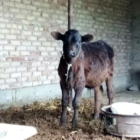 Öküz Gibrit 7 aýlyk