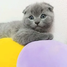 шотландские котята