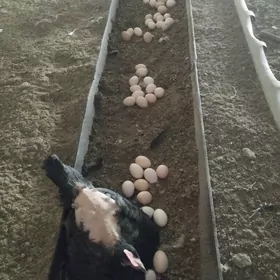 Курск товук