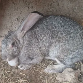 виликан товшан