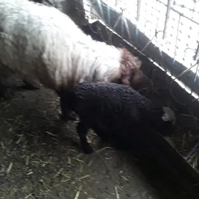 гойун ве гечилер