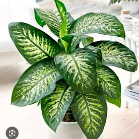 диффенбахия