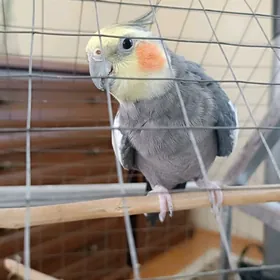 корелла, korella, popugay