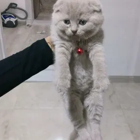 шотландские лиловые котята