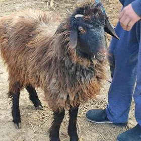 goyn kockar кочкар