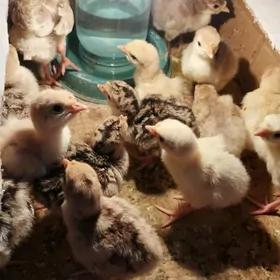 İnduk Jüje Paroda.