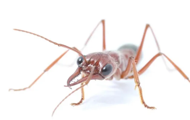 Учёные обнаружили у муравьёв умение ориентироваться по Луне