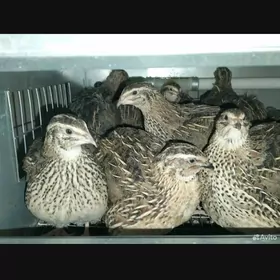 Faraon, Feniks bedene