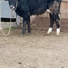 iki sany arassa tohum mallar