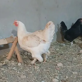 гигант товук юмурта догуп дур