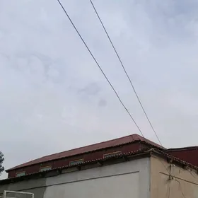 krysa strapila sypyr