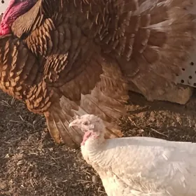 индюк красны бурбон