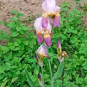 ЦВЕТЫ ИРИСЫ