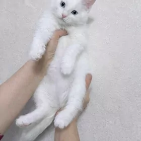 турецкая ангора