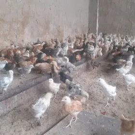 jùyje  1 aylyk   boldu