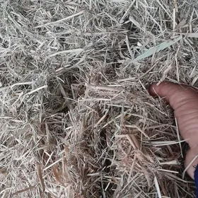 üwelen suw oty we ÿorunja