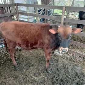 окузче гулажын