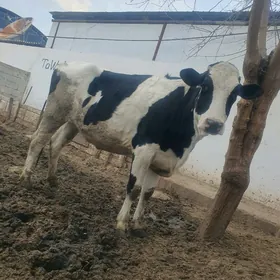 Galysdeyin Tuwe okiz 3 sany