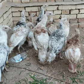 induk jüje 4-5 aýlyk