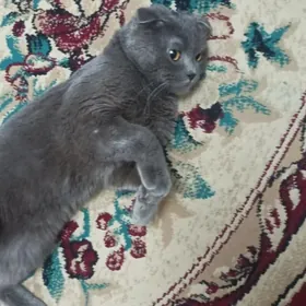 Шотландский вислоухий котенок