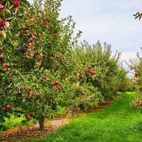 Günlik iş gözleyän