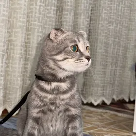 шотландский вислаухи󠁧󠁢󠁳󠁣󠁴󠁿