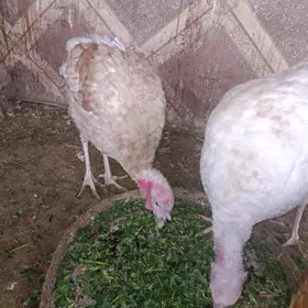 guzlap duran induklar