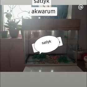 akwarum