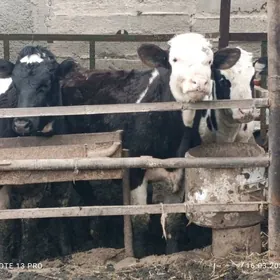 Golişteýin tüweler