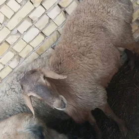 Gisar gockar Arasan paroda