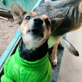 Собака чихуахуа, порода Кобби