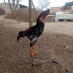 atasy özbek enesi karey