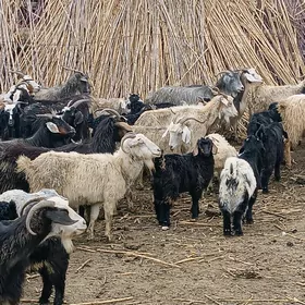 Гечи овлаклы