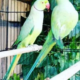 ожереловый попугай