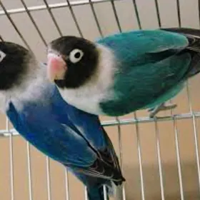 Неразлучник