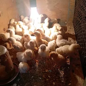 байсовый   жуже