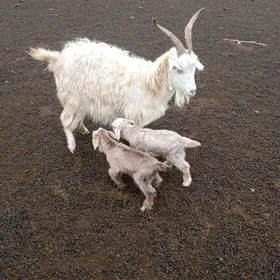 Ekiz ovlakly geçi guzuly goyun