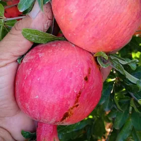 Mellek we mal bakmana yer