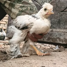 Brama Gigant juje anyk tohum