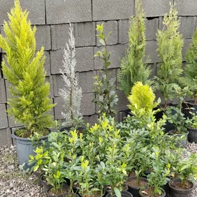 dekoratiw bezeg baglar