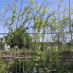 Leyli saç Лейли сач