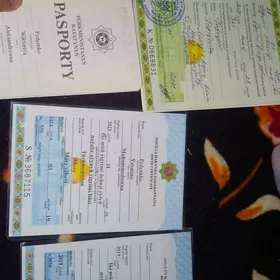 yitirilen pasport dakimentler