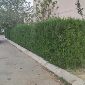 Tuya Yolka Туя Ёлка