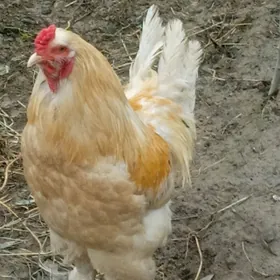 ORGİNAL BRAHMA TOWUKLARY,