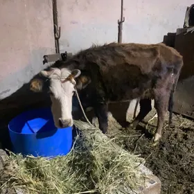 Göleli sygyr 3nji garny