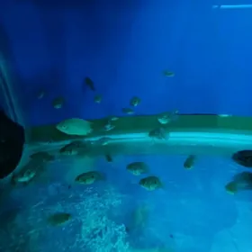 рыба Хромис красавец 