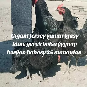 Jersiy towuk yumurtgasy