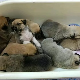 в добрые руки