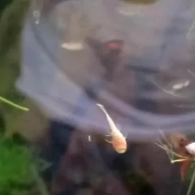 Сомик присоска, анциструс