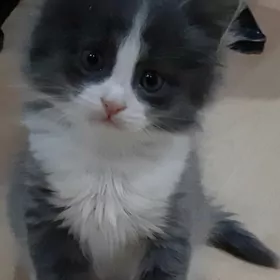 отдам котят